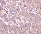 Anti-Caspase 5 CASP5 Rabbit Monoclonal Antibody