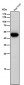 Anti-Caspase 5 CASP5 Rabbit Monoclonal Antibody