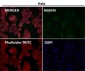 Anti-Cyclin B2 CCNB2 Rabbit Monoclonal Antibody