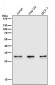 Anti-Caspase-6 CASP6 Rabbit Monoclonal Antibody