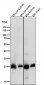 Anti-Calbindin CALB1 Rabbit Monoclonal Antibody