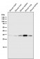 Anti-Annexin V ANXA5 Rabbit Monoclonal Antibody