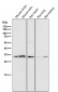 Anti-Annexin V ANXA5 Rabbit Monoclonal Antibody