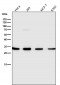 Anti-Annexin V ANXA5 Rabbit Monoclonal Antibody
