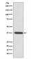 Anti-Rhodopsin Rabbit Monoclonal Antibody