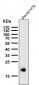 Anti-Claudin 5 CLDN5 Rabbit Monoclonal Antibody