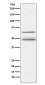 Anti-IKK gamma IKBKG Rabbit Monoclonal Antibody