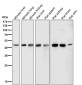 Anti-LXR alpha NR1H3 Rabbit Monoclonal Antibody