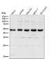 Anti-LXR alpha NR1H3 Rabbit Monoclonal Antibody