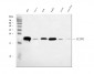 Anti-Claudin 1 CLDN1 Rabbit Monoclonal Antibody
