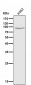 Anti-Calpain 1 CAPN1 Rabbit Monoclonal Antibody