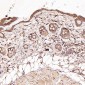 Anti-N-Cadherin-2 CDH2 CD325-Rabbit Monoclonal Antibody