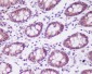 Anti-CKII alpha CSNK2A1 Rabbit Monoclonal Antibody