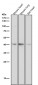 Anti-CKII alpha CSNK2A1 Rabbit Monoclonal Antibody