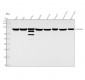 Anti-Hsp90 beta HSP90AB1 Rabbit Monoclonal Antibody