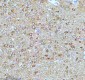 Anti-Stathmin 1 STMN1 Rabbit Monoclonal Antibody