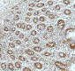 Anti-Stathmin 1 STMN1 Rabbit Monoclonal Antibody