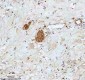 Anti-Stathmin 1 STMN1 Rabbit Monoclonal Antibody