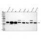 Anti-Stathmin 1 STMN1 Rabbit Monoclonal Antibody