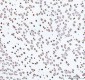Anti-Histone H4 HIST1H4A Rabbit Monoclonal Antibody