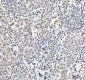 Anti-Histone H4 HIST1H4A Rabbit Monoclonal Antibody