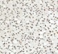 Anti-Histone H4 HIST1H4A Rabbit Monoclonal Antibody