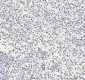 Anti-Histone H4 HIST1H4A Rabbit Monoclonal Antibody
