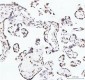 Anti-Histone H4 HIST1H4A Rabbit Monoclonal Antibody
