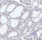 Anti-Histone H4 HIST1H4A Rabbit Monoclonal Antibody