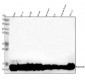 Anti-Histone H4 HIST1H4A Rabbit Monoclonal Antibody