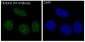 Anti-Histone H4 HIST1H4A Rabbit Monoclonal Antibody