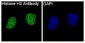 Anti-Histone H3 HIST1H3A Rabbit Monoclonal Antibody