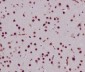 Anti-Histone H3 HIST1H3A Rabbit Monoclonal Antibody