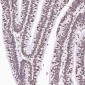 Anti-Histone H3 HIST1H3A Rabbit Monoclonal Antibody