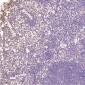 Anti-Histone H3 HIST1H3A Rabbit Monoclonal Antibody