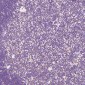 Anti-Histone H3 HIST1H3A Rabbit Monoclonal Antibody