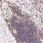 Anti-Histone H3 HIST1H3A Rabbit Monoclonal Antibody