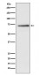 Anti-Cdc16/APC6 Rabbit Monoclonal Antibody