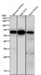 Anti-Cdc16/APC6 Rabbit Monoclonal Antibody