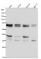 Anti-Cdc16/APC6 Rabbit Monoclonal Antibody