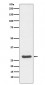 Anti-Caspase-14 Rabbit Monoclonal Antibody
