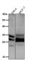 Anti-Caspase-14 Rabbit Monoclonal Antibody