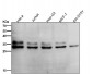 Anti-Caspase-14 Rabbit Monoclonal Antibody