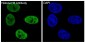 Anti-Histone H3 HIST1H3A Rabbit Monoclonal Antibody