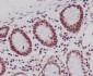 Anti-Histone H3 HIST1H3A Rabbit Monoclonal Antibody
