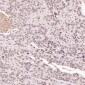 Anti-Histone H3 HIST1H3A Rabbit Monoclonal Antibody