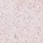 Anti-Histone H3 HIST1H3A Rabbit Monoclonal Antibody