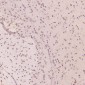 Anti-Histone H3 HIST1H3A Rabbit Monoclonal Antibody