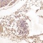 Anti-Histone H3 HIST1H3A Rabbit Monoclonal Antibody