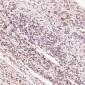 Anti-Histone H3 HIST1H3A Rabbit Monoclonal Antibody